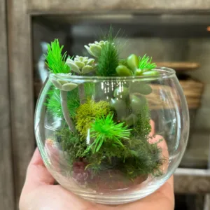 Glass Bowl with Real Preserved Moss Real Plants Faux suculents 3.5” Diameter