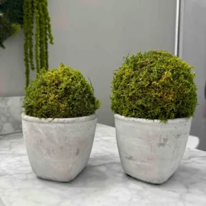 Concrete Vase and Real Preserved Moss Balls